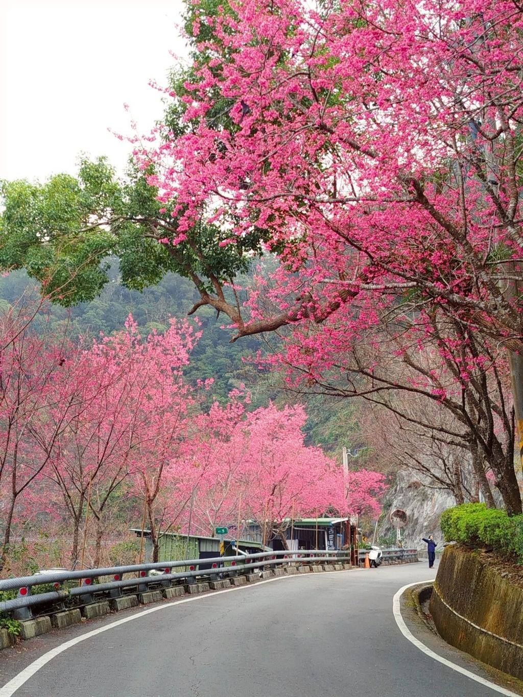 台24線霧台公路(39.5k~44k路段)櫻花_260205