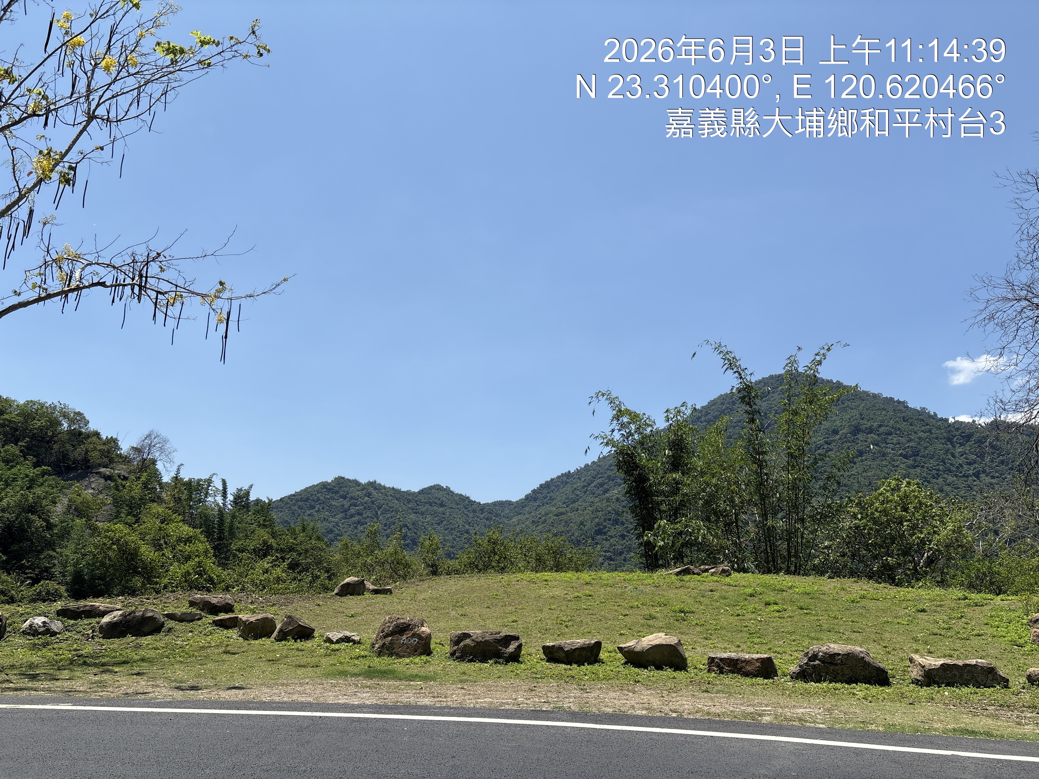 329k+400大黃連木