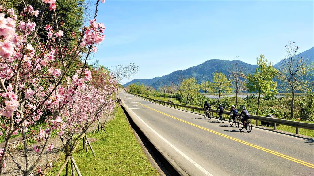 沿著台7線及蘭陽溪的步道穿越櫻花林