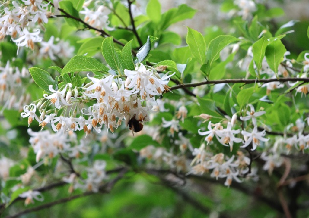 烏皮九芎花於夏季盛開，密集如雪且香氣濃郁芬芳(圖片來源:嘉義大學拍攝)