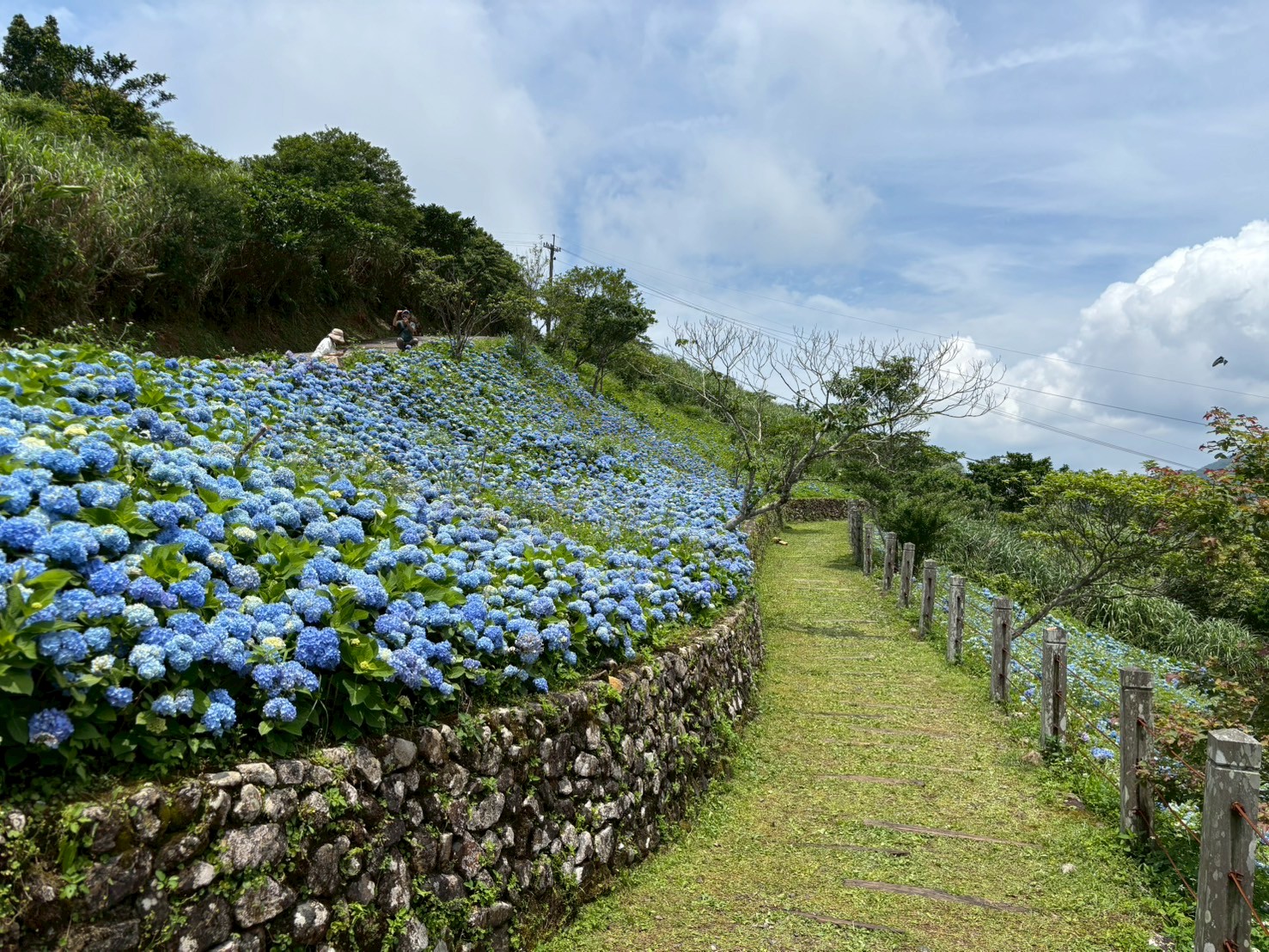 公園步道周邊被滿滿的繡球花包圍著。
