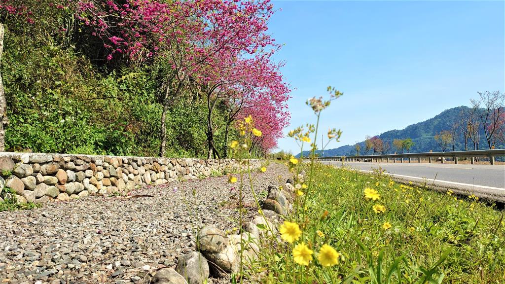 沿著台7線及蘭陽溪的步道穿越櫻花林