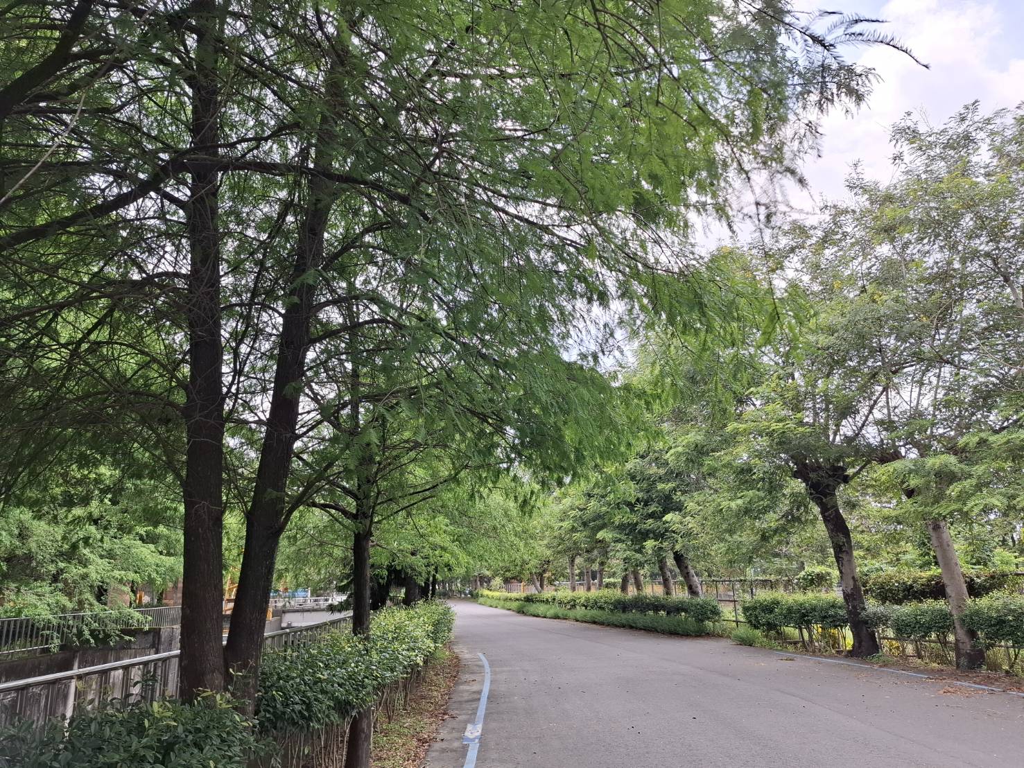 園區內道路綠葉成陰