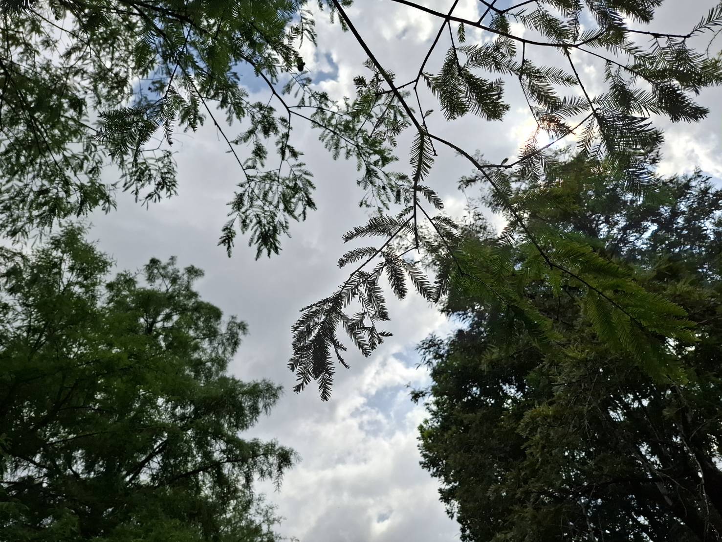 落羽松葉片天空